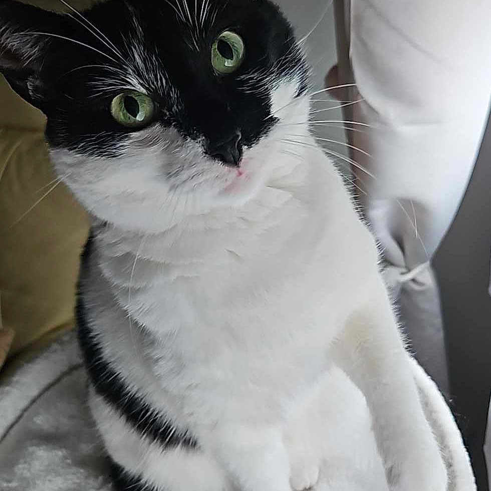 Stella