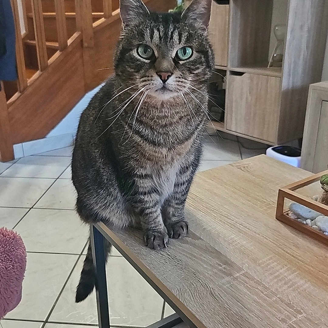 Tigrou a rejoint le concours — aidez-le/la à gagner de superbes lots ! animal, architecture, building, cat, diningtable, furniture, hardwood, house, housing, indoors, interiordesign, livingroom, plant, plywood, pottedplant, room, stainedwood, staircase, table, wood