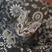 Anya a rejoint le concours — aidez-le/la à gagner de superbes lots ! kitten, cat, tabby, pet, animal, cute, fur, whiskers, ears, eyes, blanket, pattern, cozy, indoor, sleepy, young, small, soft, comfort, relaxation