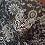 kitten, cat, tabby, pet, animal, cute, fur, whiskers, ears, eyes, blanket, pattern, cozy, indoor, sleepy, young, small, soft, comfort, relaxation