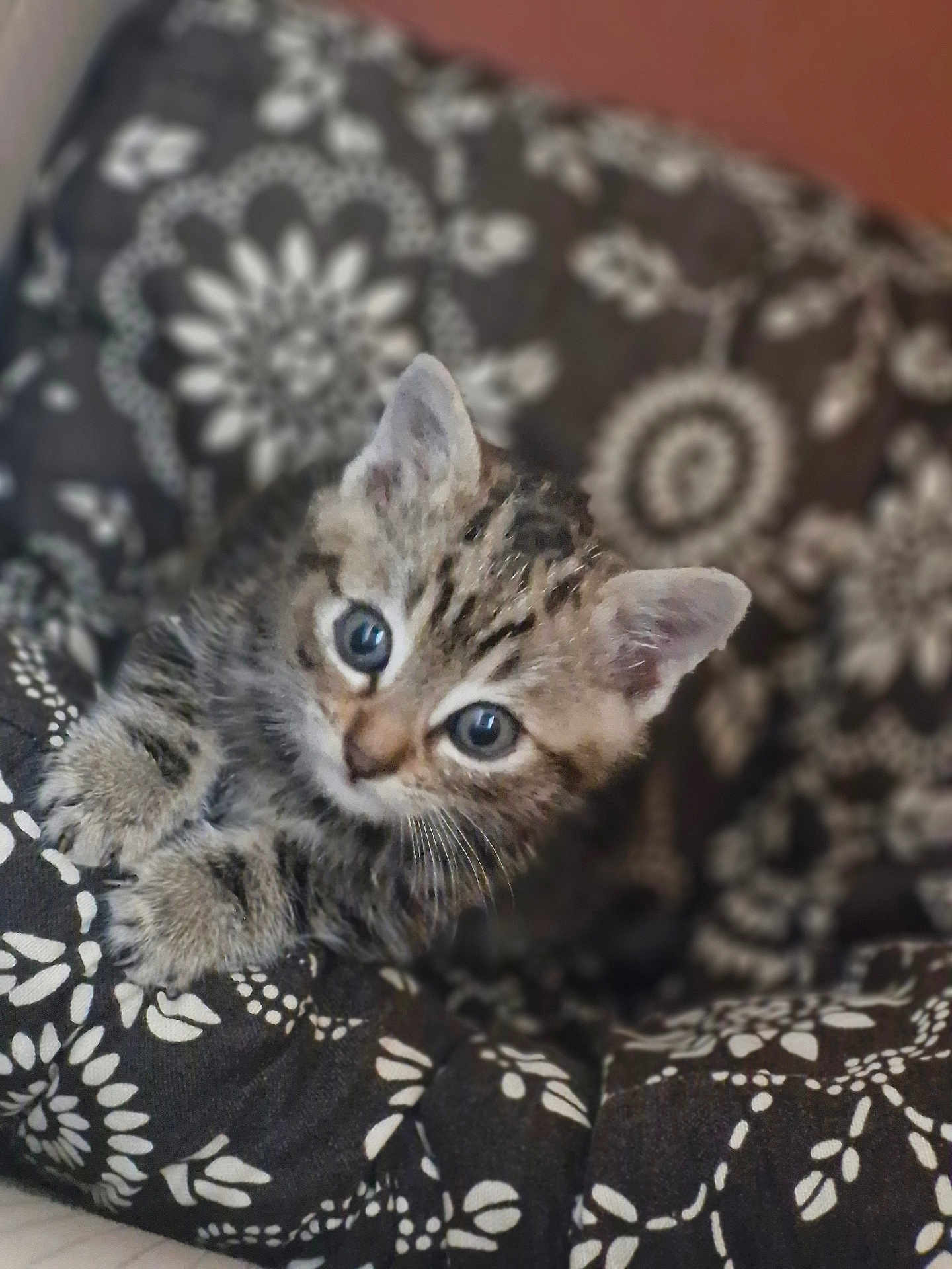 Anya a rejoint le concours — aidez-le/la à gagner de superbes lots ! kitten, cat, tabby, pet, animal, cute, fur, whiskers, ears, eyes, blanket, pattern, cozy, indoor, sleepy, young, small, soft, comfort, relaxation