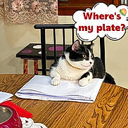 Oreo joined the competition — help win amazing prizes! cat, black_and_white, table, papers, chair, curtain, indoor, pet, feline, wooden_table, stack_of_papers, domestic, waiting, speech_bubble, text_overlay, curious, resting, household, collar, window