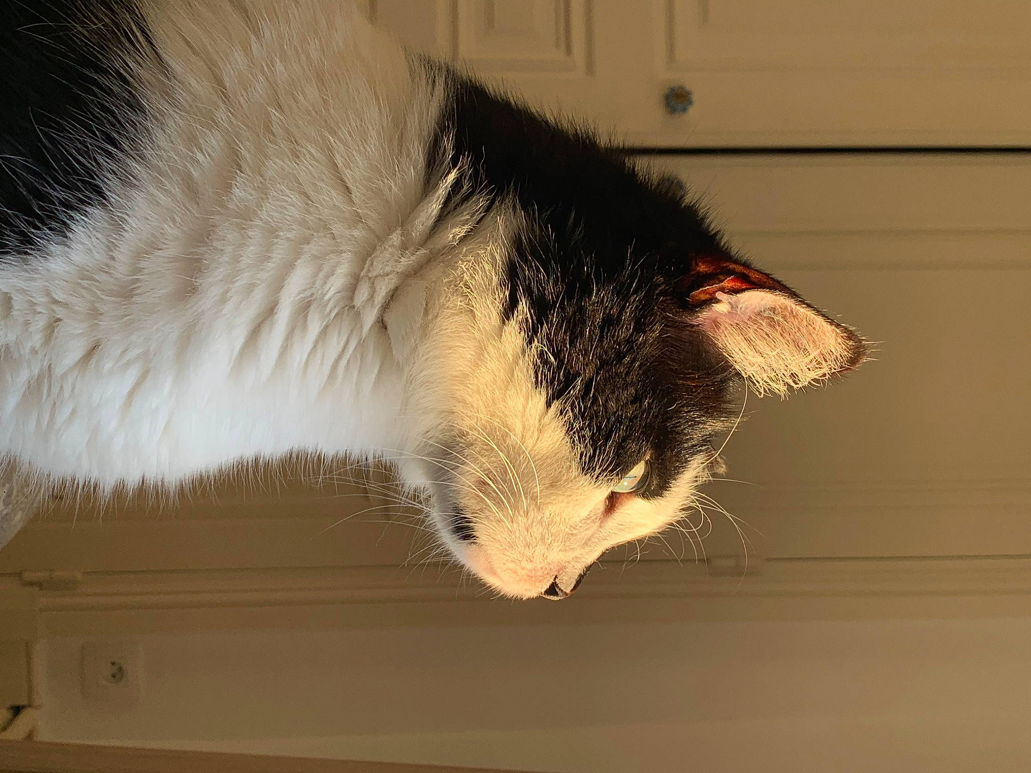 Clown a rejoint le concours — aidez-le/la à gagner de superbes lots ! carnivore, cat, claw, domestic_short_haired_cat, felidae, fur, paw, small_to_medium_sized_cats, snout, tail, whiskers, window, wood