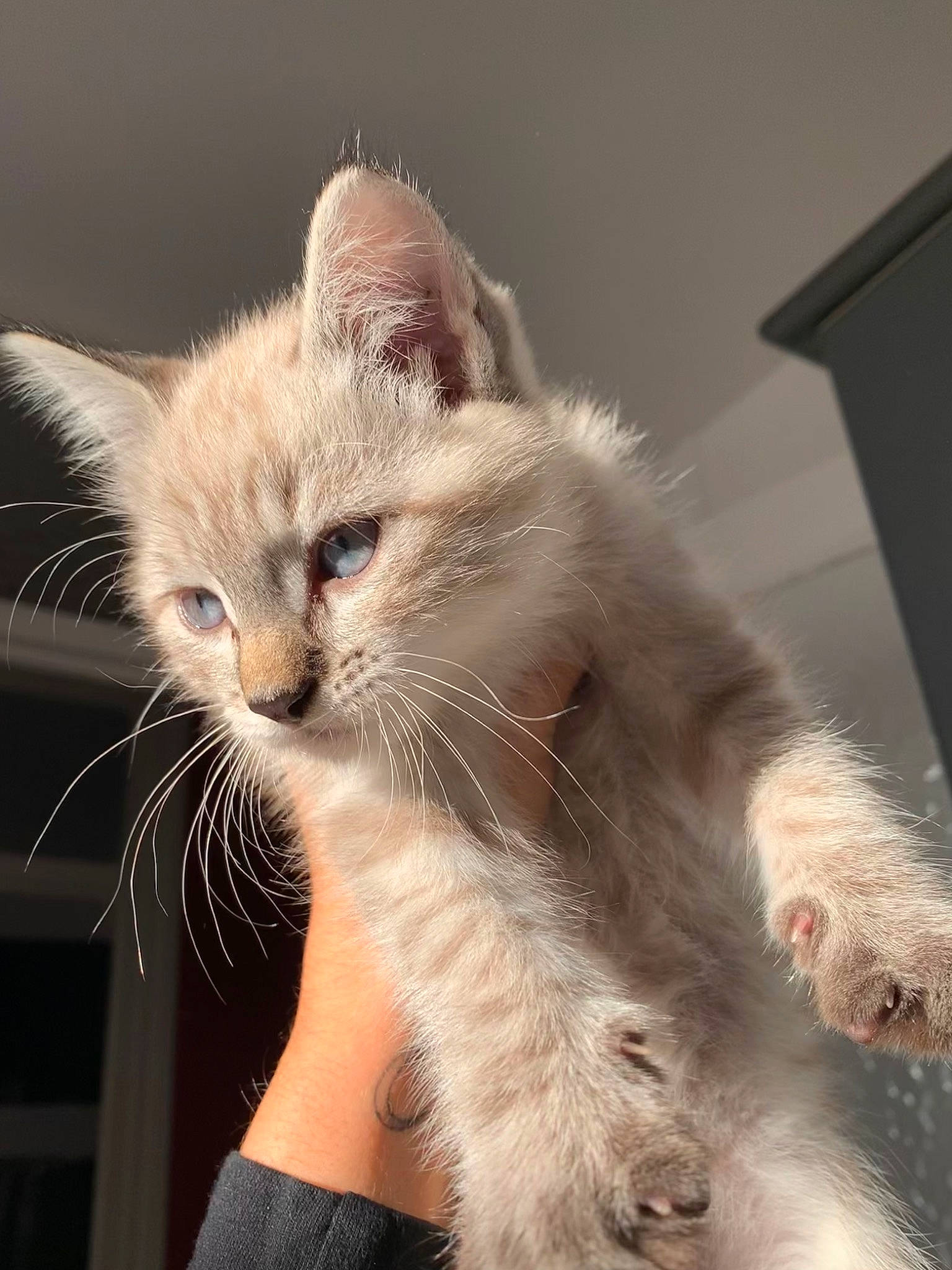 Marty participe au concours pour gagner de l'argent avec cette photo : carnivore, cat, claw, comfort, domestic_short_haired_cat, fawn, felidae, fur, gesture, lap, paw, small_to_medium_sized_cats, snout, tail, whiskers, window