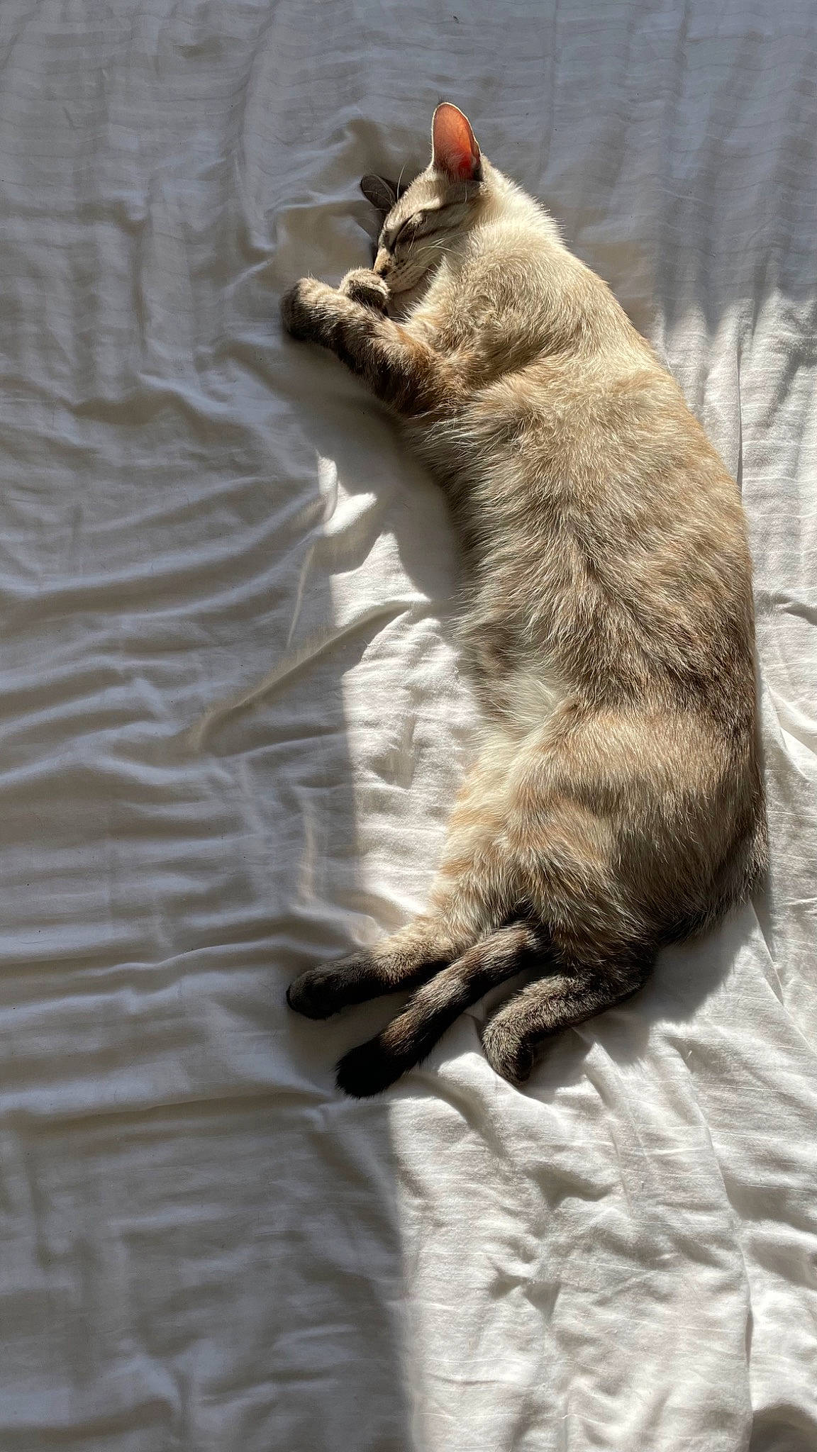 Marty a rejoint le concours — aidez-le/la à gagner de superbes lots ! carnivore, cat, claw, comfort, domestic_short_haired_cat, fawn, felidae, foot, fur, grey, linens, nap, paw, shadow, small_to_medium_sized_cats, tail, terrestrial_animal, textile, whiskers, wood