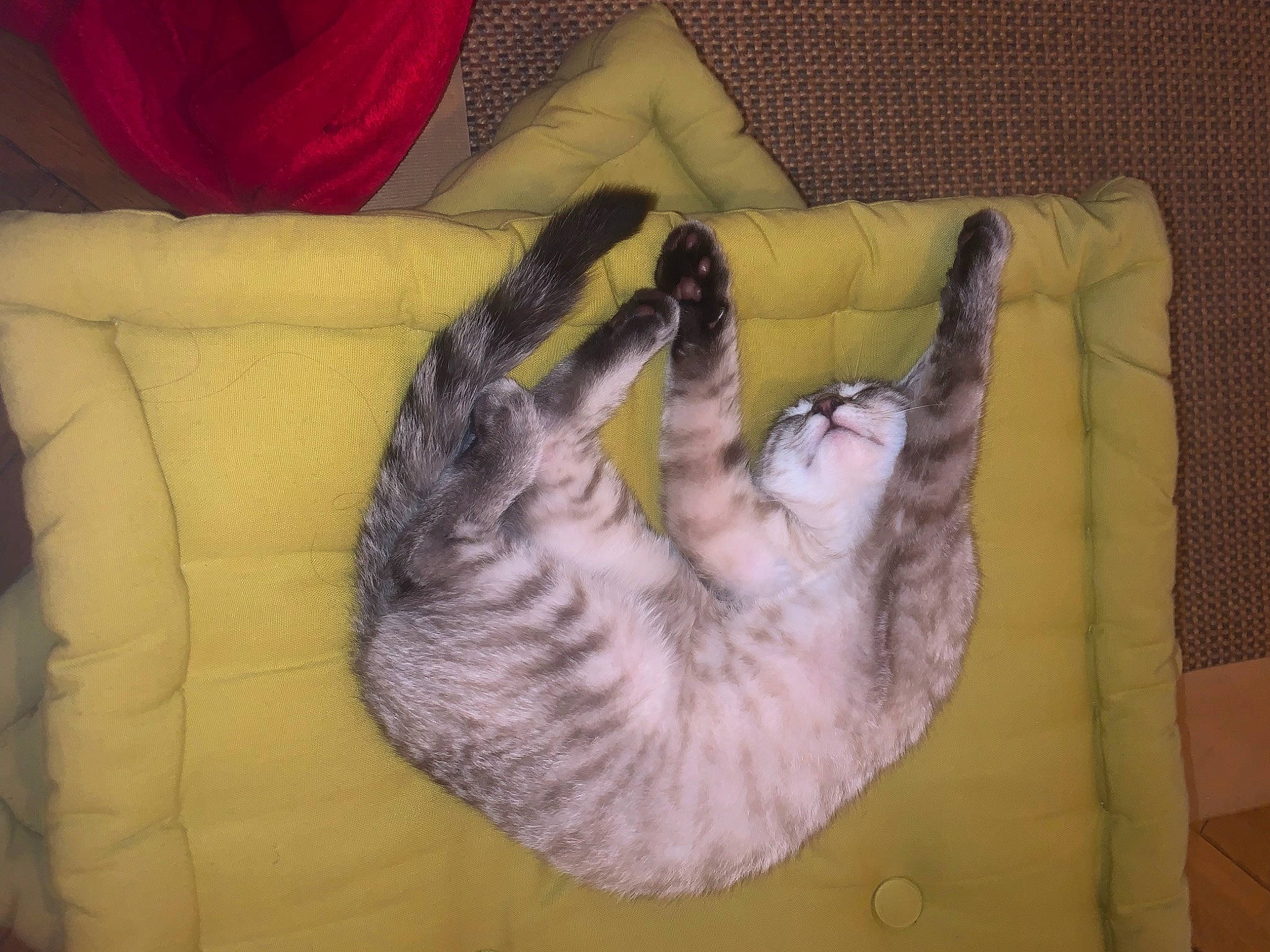 Marty participe au concours pour gagner de l'argent avec cette photo : canidae, carnivore, cat, cat_bed, comfort, companion_dog, couch, dog, dog_bed, dog_breed, fawn, felidae, fur, linens, nap, paw, small_to_medium_sized_cats, sporting_group, tail, whiskers