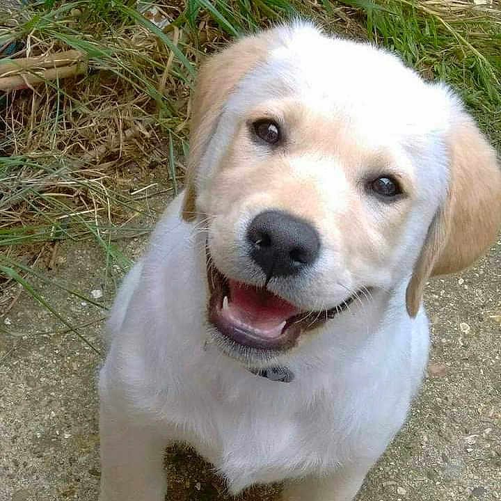 Bailey joined the competition — help win amazing prizes! animal, bodypart, canine, cockerspaniel, dog, goldenretriever, grass, hound, husky, labradorretriever, mouth, person, pet, plant, puppy, snout, teeth, whitedog