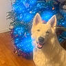 Yuki participe au concours pour gagner de l'argent avec cette photo : dog, white_dog, christmas_tree, holiday, blue_lights, decorations, indoor, wooden_floor, festive, smiling_dog, pet, canine, fur, ears, sitting, happy, home, celebration, ornaments, tinsel