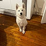 dog, white_dog, pet, indoor, wooden_floor, kitchen, cabinet, ears, curious, sitting, floor, animal, house, home, fur, domestic, looking_up, clean, room, cute