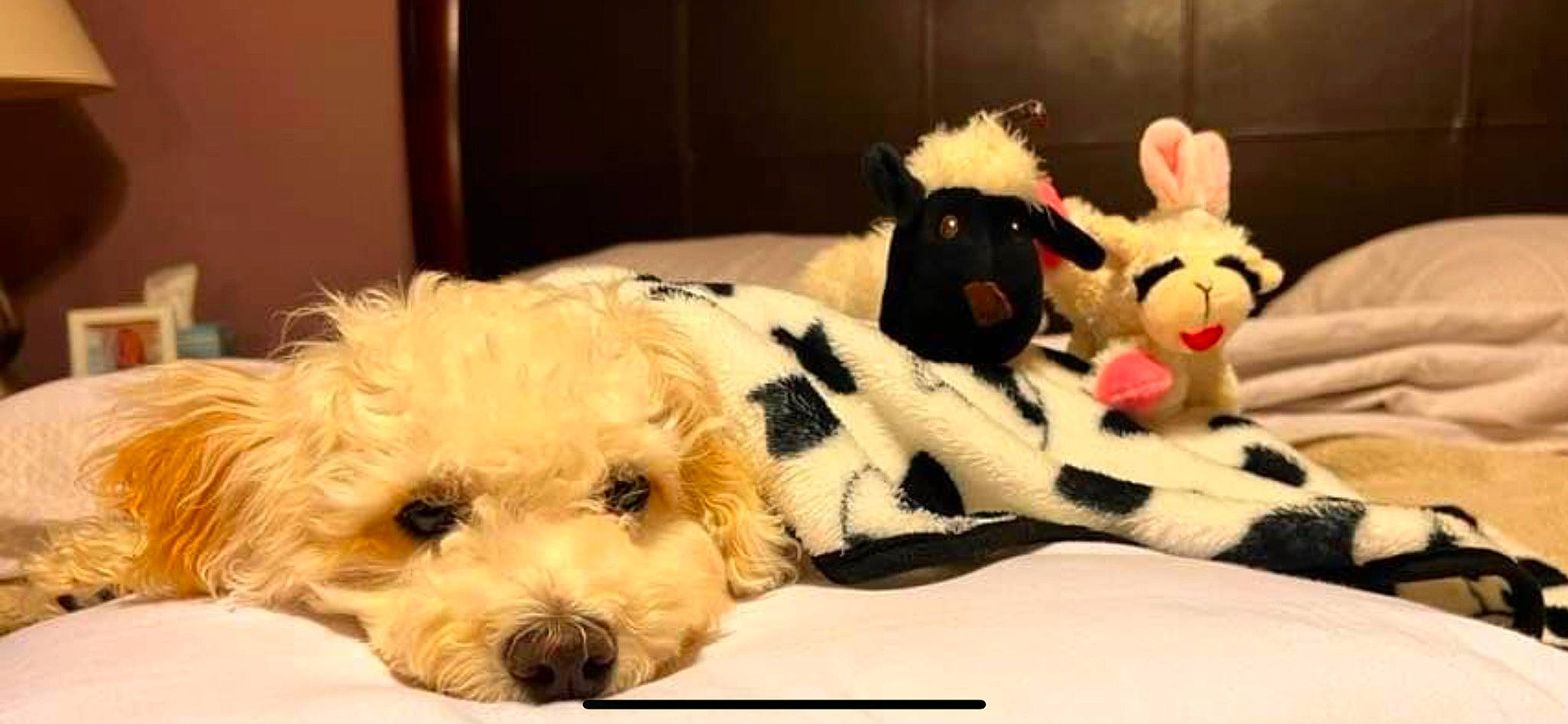 Duff is registered to the contest to win money with this photo: carnivore, companion_dog, dog, dog_breed, dog_collar, dog_supply, fawn, fur, labradoodle, mammal, shih_poo, small_terrier, snout, stuffed_toy, terrier, toy, toy_dog, vertebrate, working_animal, yorkipoo