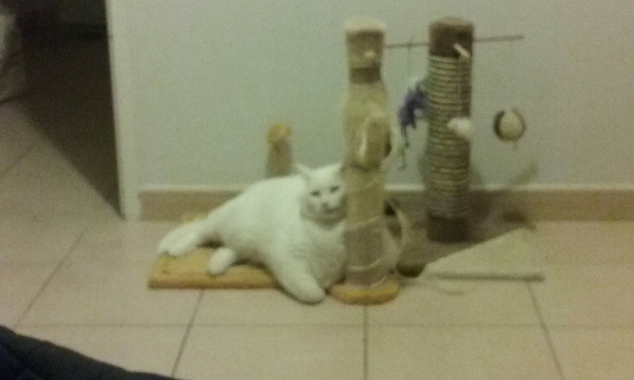 Dai Li a rejoint le concours — aidez-le/la à gagner de superbes lots ! art, canidae, carnivore, cat, claw, comfort, companion_dog, domestic_short_haired_cat, felidae, flooring, fur, hardwood, machine, paw, rabbits_and_hares, room, small_to_medium_sized_cats, tail, toy, whiskers