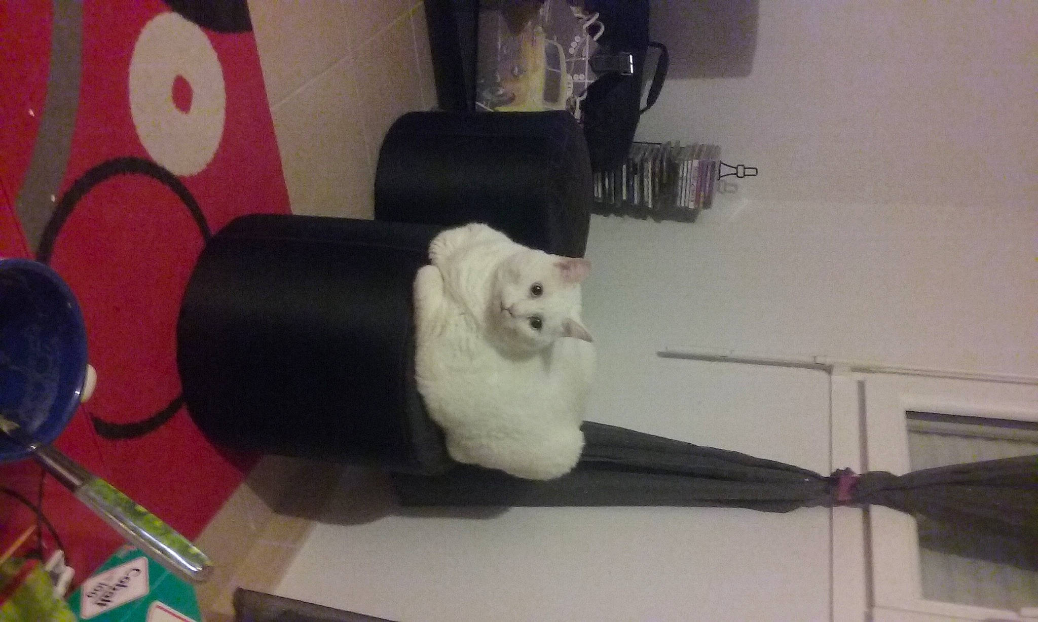 Dai Li a rejoint le concours — aidez-le/la à gagner de superbes lots ! automotive_tire, cat, comfort, companion_dog, felidae, fur, gas, room, small_to_medium_sized_cats, snout, stuffed_toy, tail, whiskers