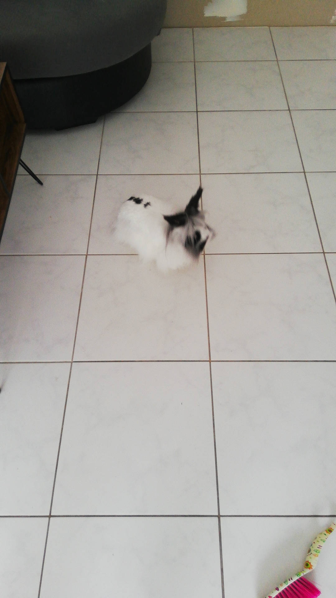 Mowgli a rejoint le concours — aidez-le/la à gagner de superbes lots ! carnivore, cat, companion_dog, dog_breed, fawn, felidae, floor, flooring, foot, fur, hardwood, line, road_surface, siamese, small_to_medium_sized_cats, snout, tail, tile_flooring, whiskers, wood