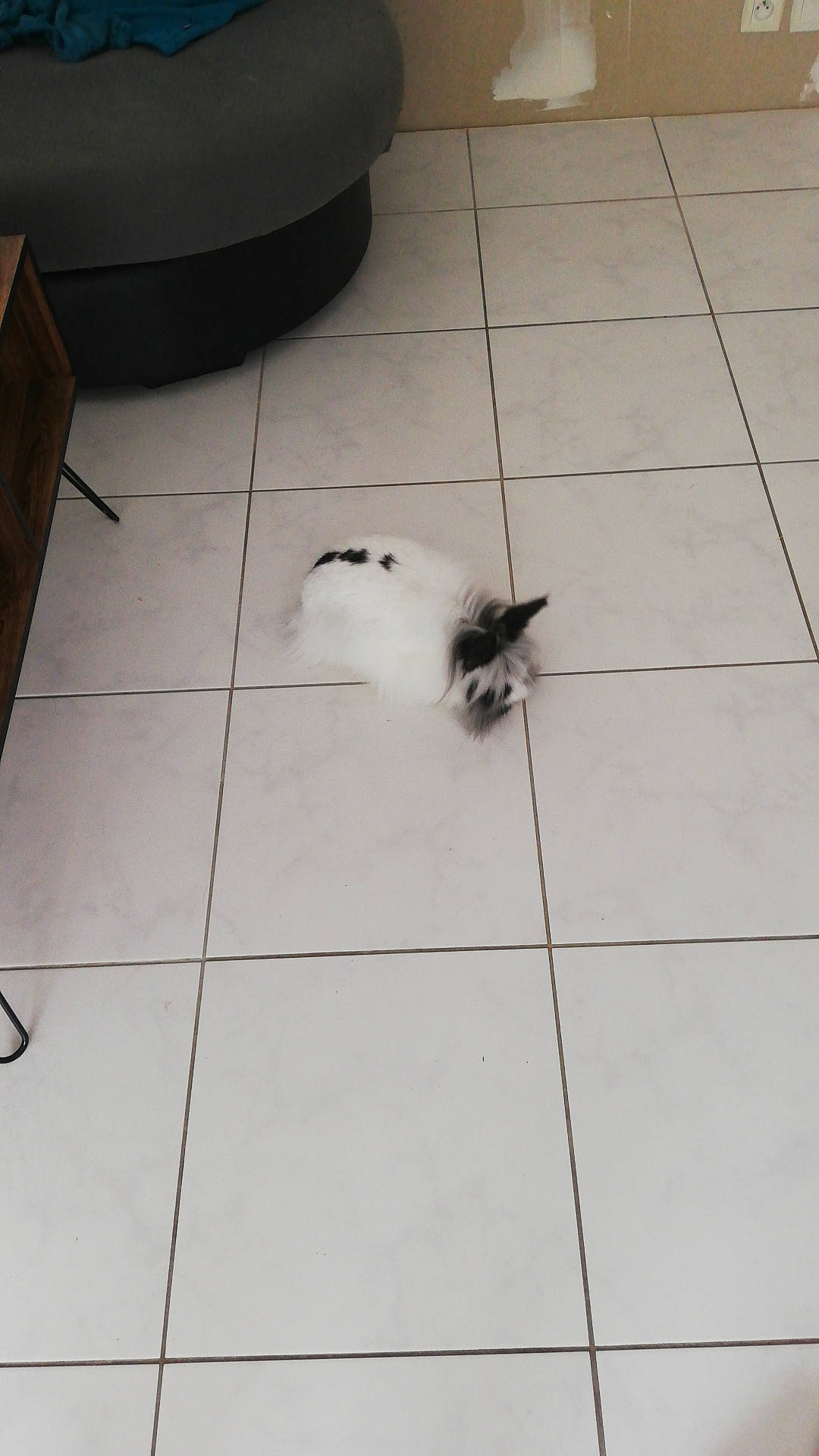 Mowgli participe au concours pour gagner de l'argent avec cette photo : concrete, felidae, floor, flooring, foot, grey, hardwood, human_leg, metal, pattern, road_surface, shadow, sidewalk, small_to_medium_sized_cats, tail, tile, tile_flooring, wing, wood, wood_flooring