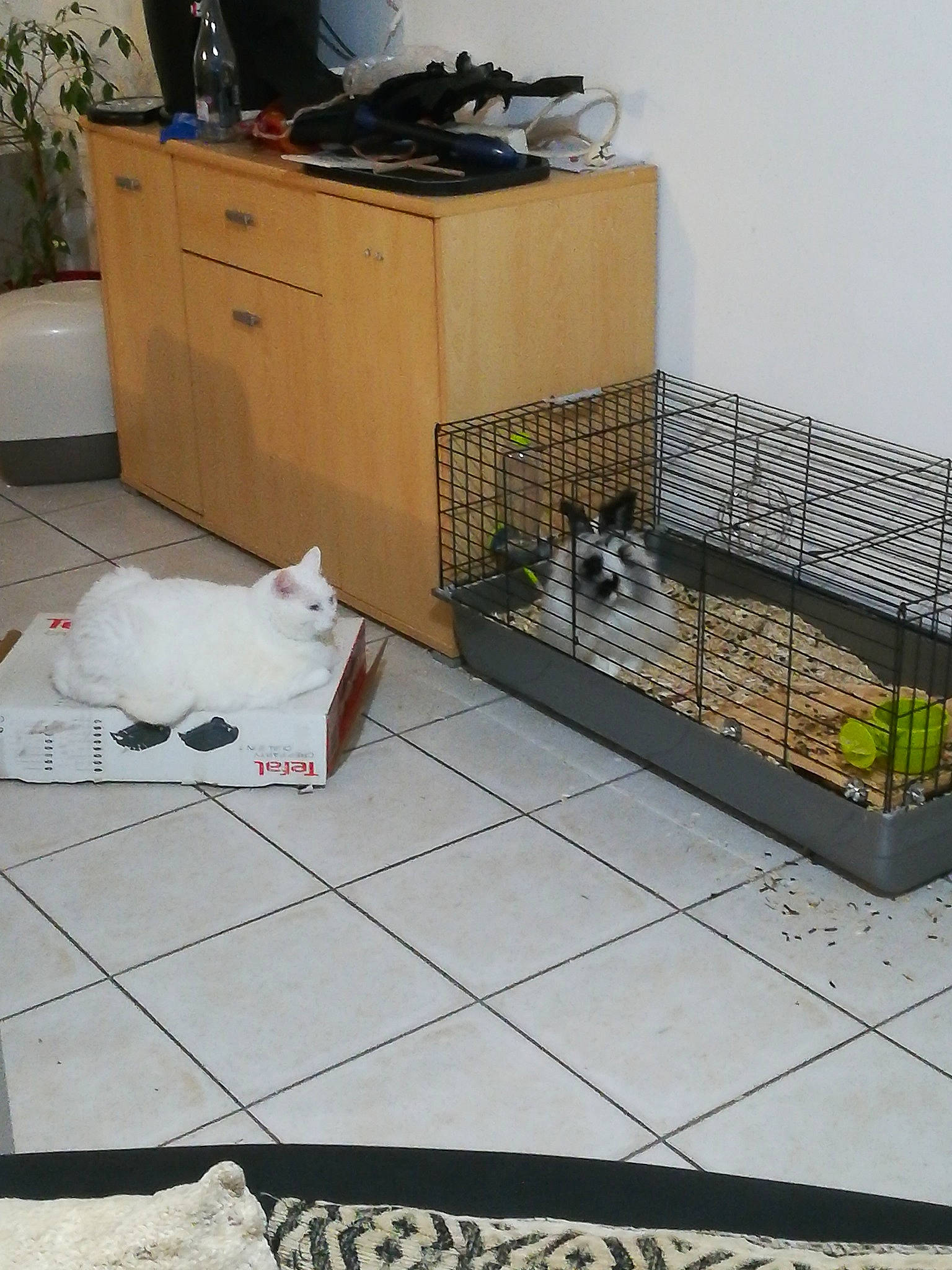 Mowgli a rejoint le concours — aidez-le/la à gagner de superbes lots ! black, box, cabinetry, cat, chest_of_drawers, composite_material, felidae, floor, flooring, flowerpot, gas, hardwood, houseplant, mesh, pet_supply, plant, rectangle, room, small_to_medium_sized_cats, wood