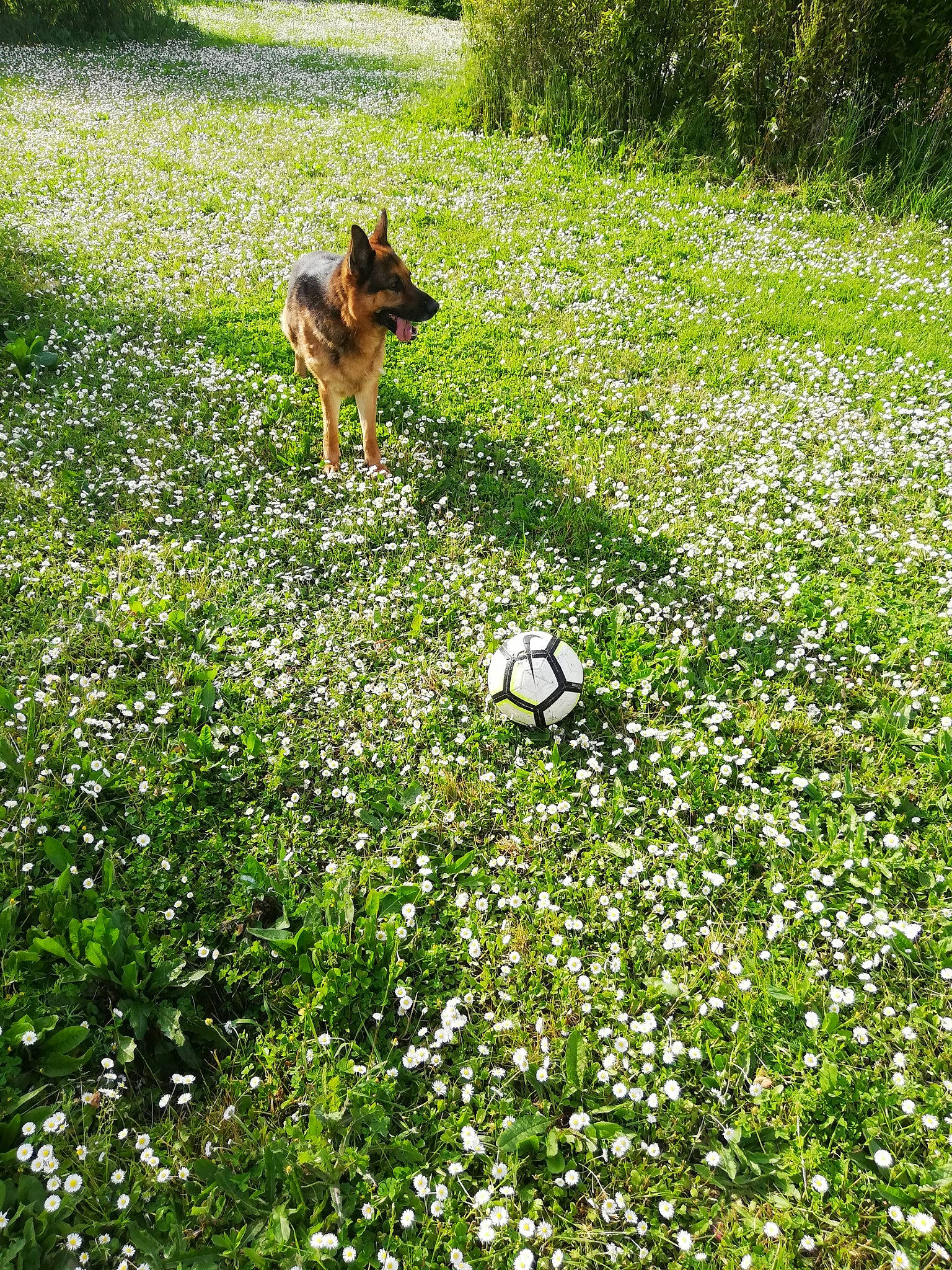 Lasko a rejoint le concours — aidez-le/la à gagner de superbes lots ! carnivore, companion_dog, dog, dog_breed, field, flower, flowering_plant, grass, grassland, green, groundcover, herbaceous_plant, lawn, meadow, natural_landscape, pasture, people_in_nature, plant, prairie, shrub
