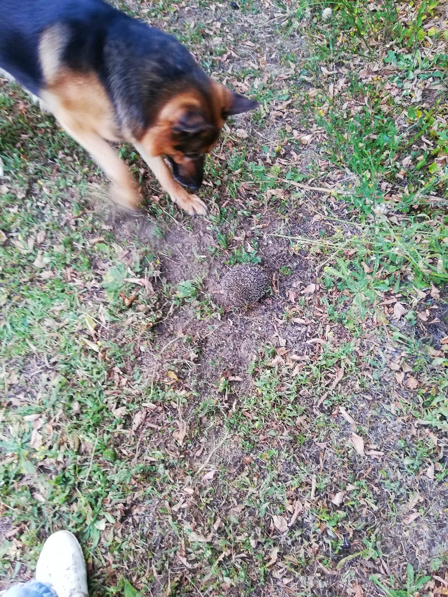 Lasko participe au concours pour gagner de l'argent avec cette photo : athletic_shoe, black, carnivore, companion_dog, cross_training_shoe, dog, dog_breed, foot, german_shepherd_dog, grass, groundcover, human_leg, people_in_nature, plant, shadow, soil, terrestrial_animal, walking_shoe, working_dog