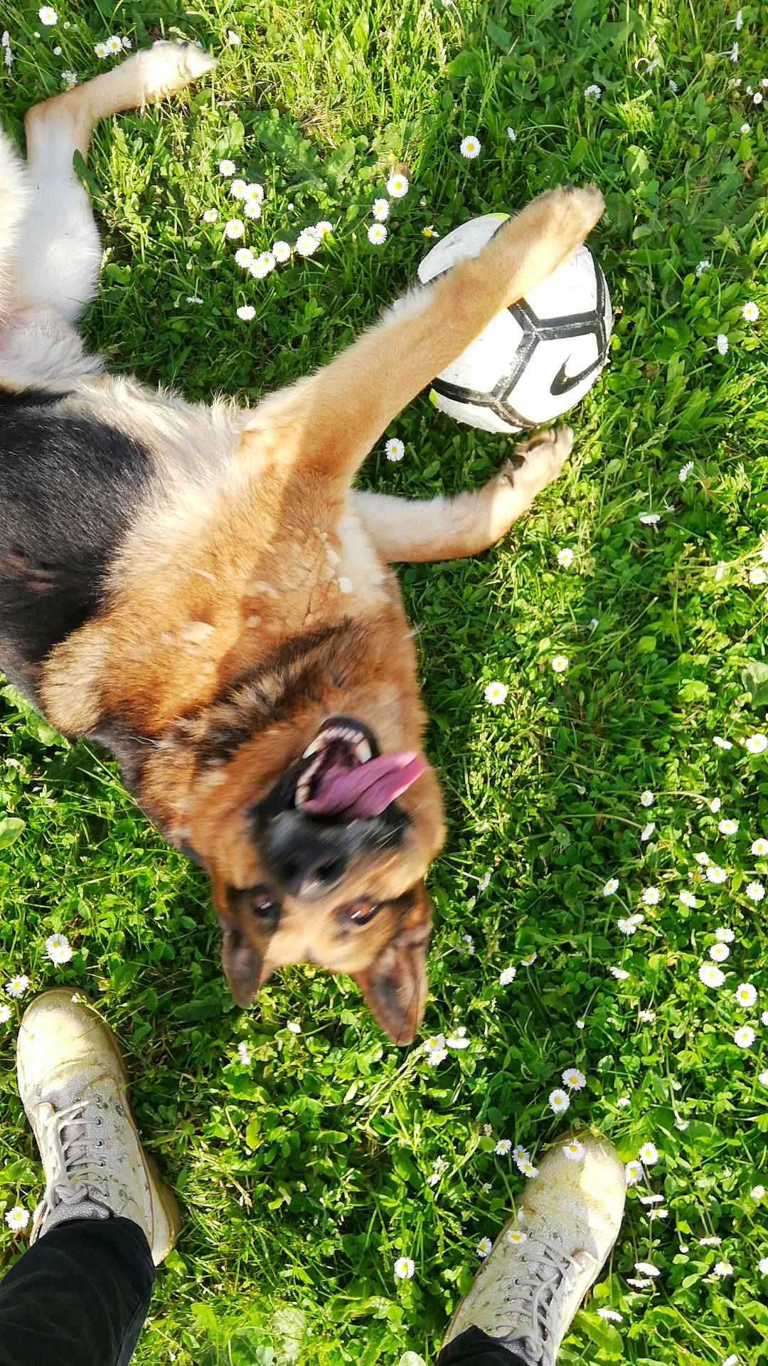 Lasko a rejoint le concours — aidez-le/la à gagner de superbes lots ! canidae, carnivore, companion_dog, dog, dog_breed, fawn, felidae, flower, fur, german_shepherd_dog, grass, green, groundcover, lawn, people_in_nature, plant, sporting_group, tail, terrestrial_animal, whiskers