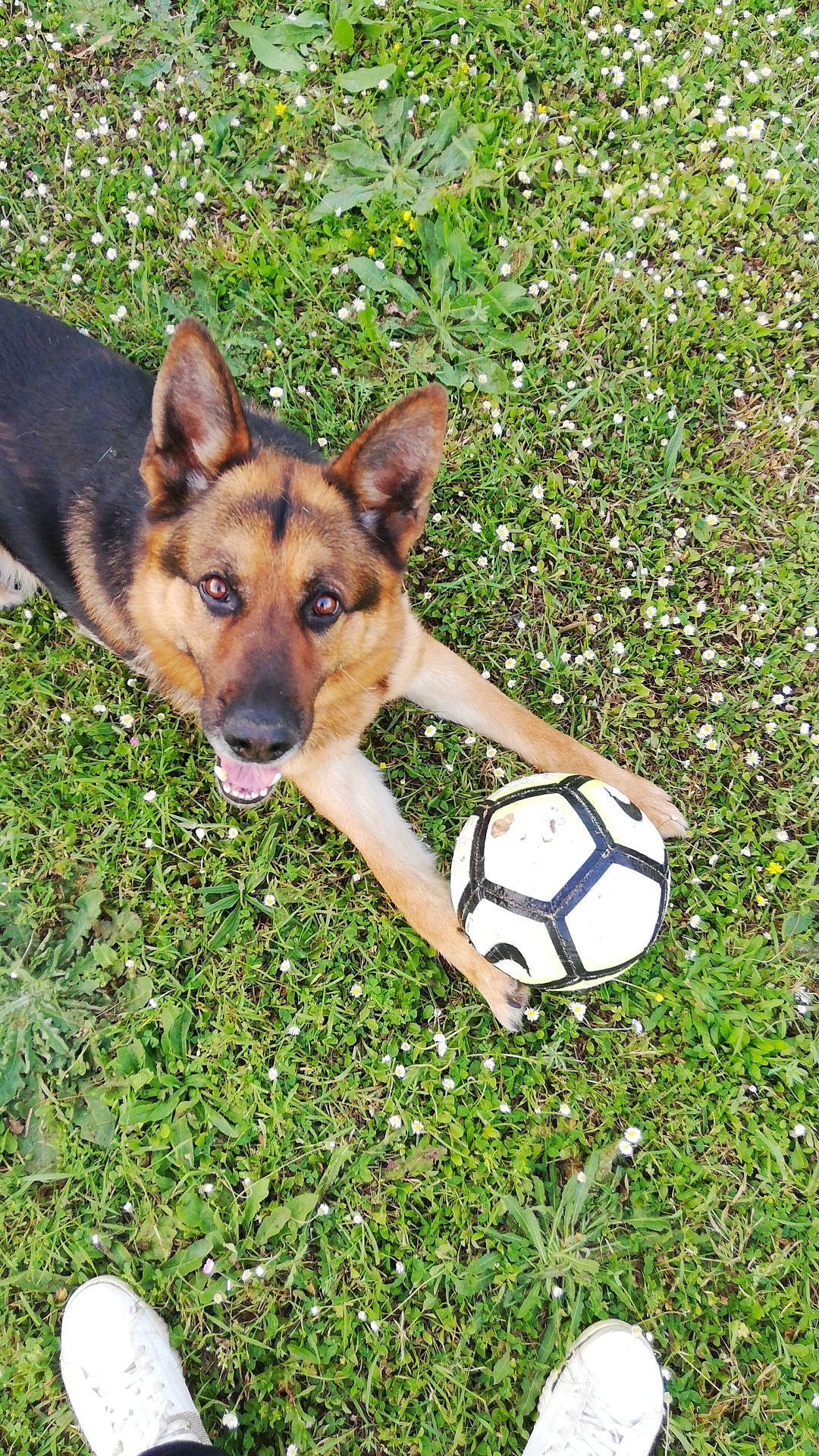 Lasko participe au concours pour gagner de l'argent avec cette photo : ball, carnivore, companion_dog, dog, dog_breed, east_european_shepherd, fawn, foot, football, german_shepherd_dog, grass, herding_dog, king_shepherd, old_german_shepherd_dog, people_in_nature, plant, soccer, sporting_group, terrestrial_animal, working_dog