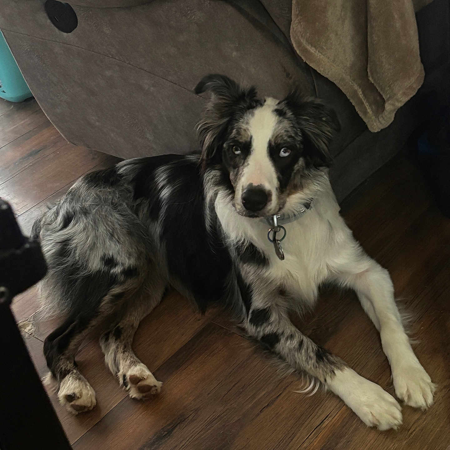 Dexter is registered to the contest to win money with this photo: animal, black_and_white, blanket, border_collie, collar, couch, dog, domestic, flooring, fur, heterochromia, household, indoor, lying_down, mammal, paw, pet, relaxed, resting, wooden_floor