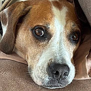 Copper is registered to the contest to win money with this photo: animal, blanket, brown, close_up, comfort, cozy, cute, dog, ears, expression, face, fur, indoor, looking, nose, pet, portrait, resting, soft, white
