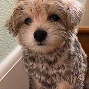 Maggie is registered to the contest to win money with this photo: puppy, dog, fluffy, fur, cute, pet, indoor, floor, wall, brown, beige, black_nose, small, young, sitting, animal, portrait, closeup, adorable, companion