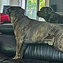 animal, brindle, canine, companion, couch, daylight, dog, domestic, furniture, greenery, household, indoor, leather, living_room, natural_light, pet, relaxed, side_view, two_dogs, window