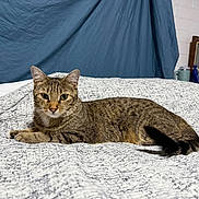 Priss joined the competition — help win amazing prizes! cat, tabby_cat, pet, animal, feline, indoor, blanket, bed, resting, relaxed, ears, eyes, fur, tail, texture, cozy, home, background, domestic, lying_down