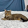 cat, tabby_cat, pet, animal, feline, indoor, blanket, bed, resting, relaxed, ears, eyes, fur, tail, texture, cozy, home, background, domestic, lying_down