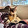 Priss
