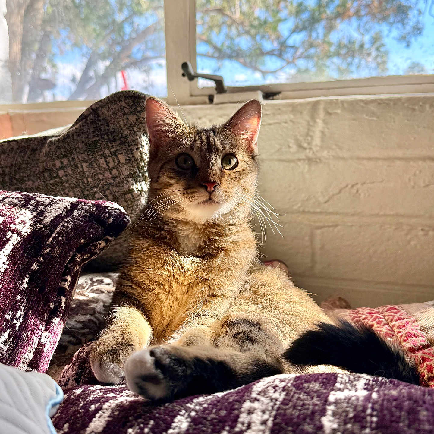 Priss