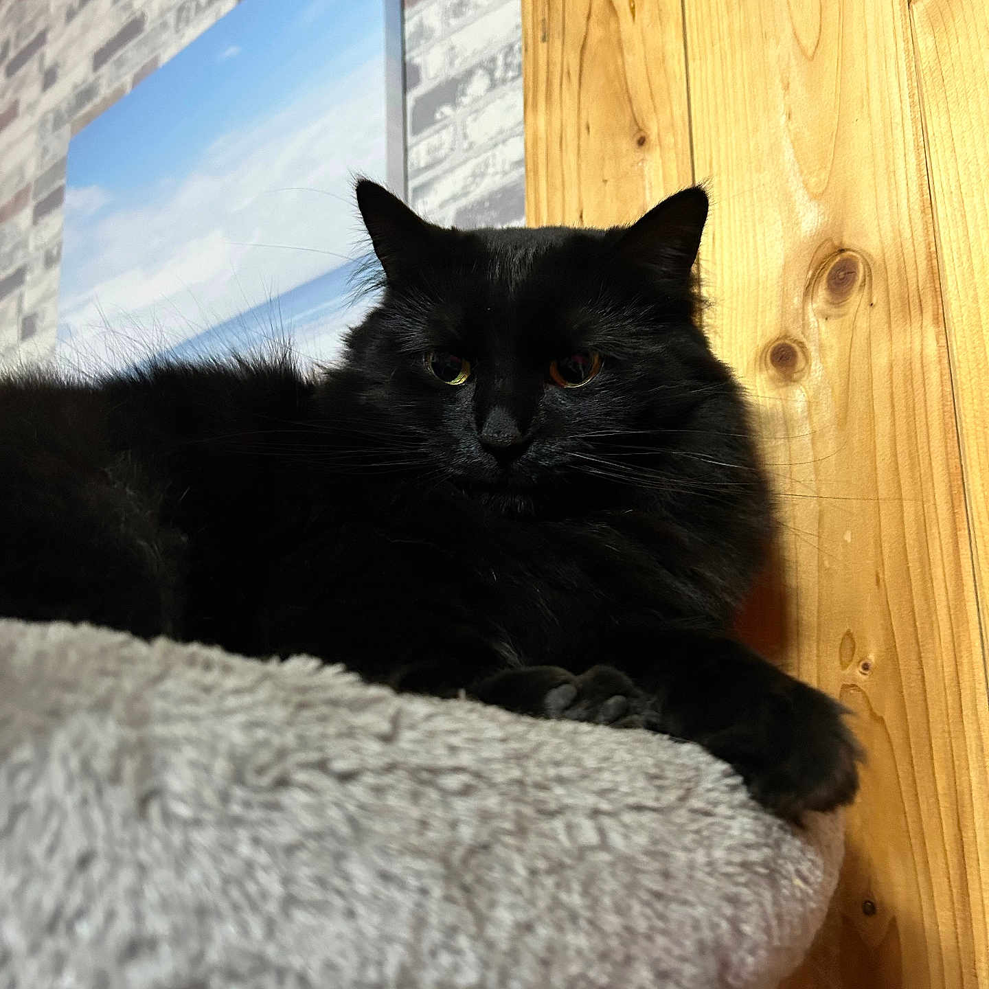 Iris a rejoint le concours — aidez-le/la à gagner de superbes lots ! animal, architecture, blackcat, cat, computer, couch, electronics, furniture, hardwood, indoors, interiordesign, kitten, laptop, manx, pc, pet, plywood, screen, shelf, wood