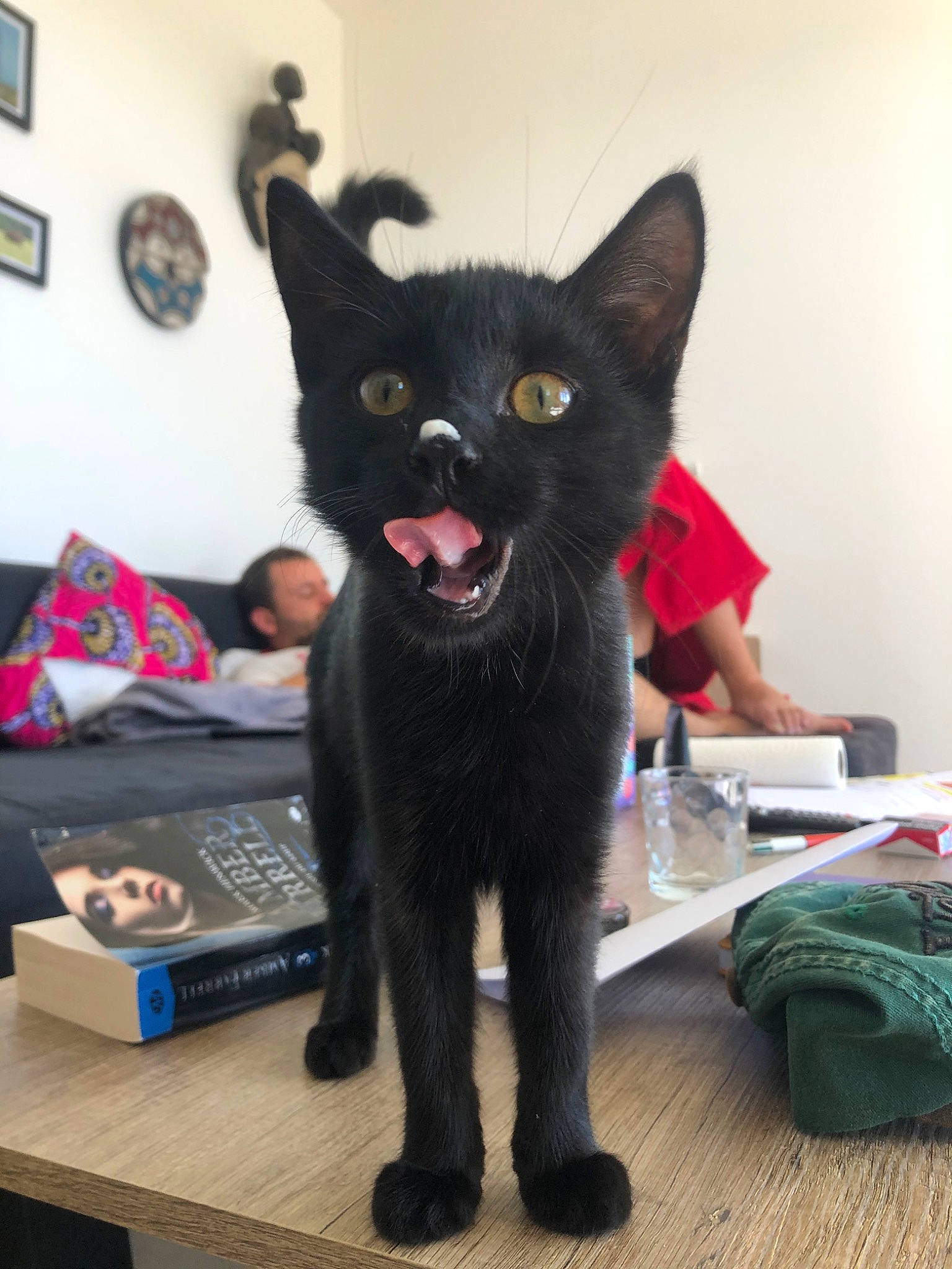 Piña a rejoint le concours — aidez-le/la à gagner de superbes lots ! asian, black, black_cat, bombay, carnivore, cat, domestic_short_haired_cat, felidae, fur, kitten, korat, mammal, oriental_shorthair, small_to_medium_sized_cats, whiskers