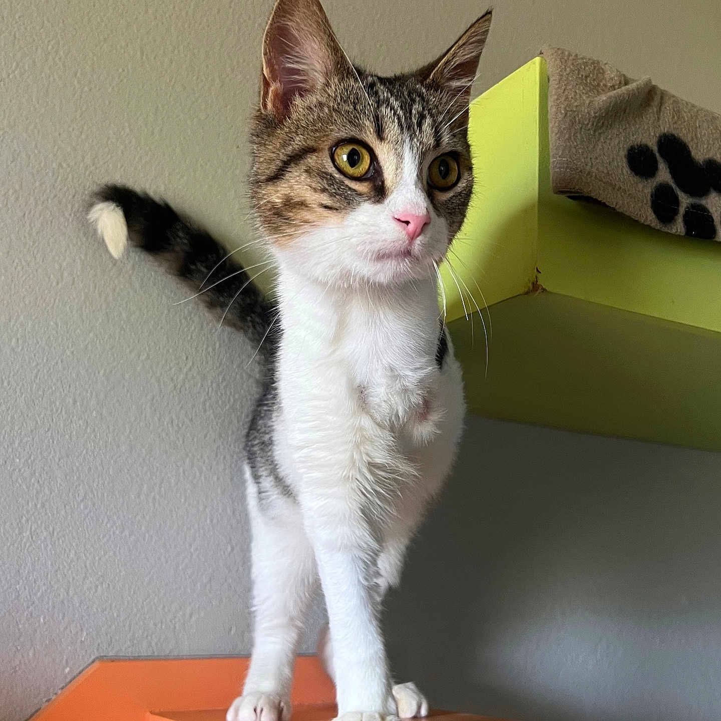 Tripod Joey joined the competition — help win amazing prizes! abyssinian, angora, animal, architecture, building, cat, corner, desk, egyptiancat, furniture, hardwood, kitten, manx, pet, plywood, shelf, stainedwood, table, wall, wood