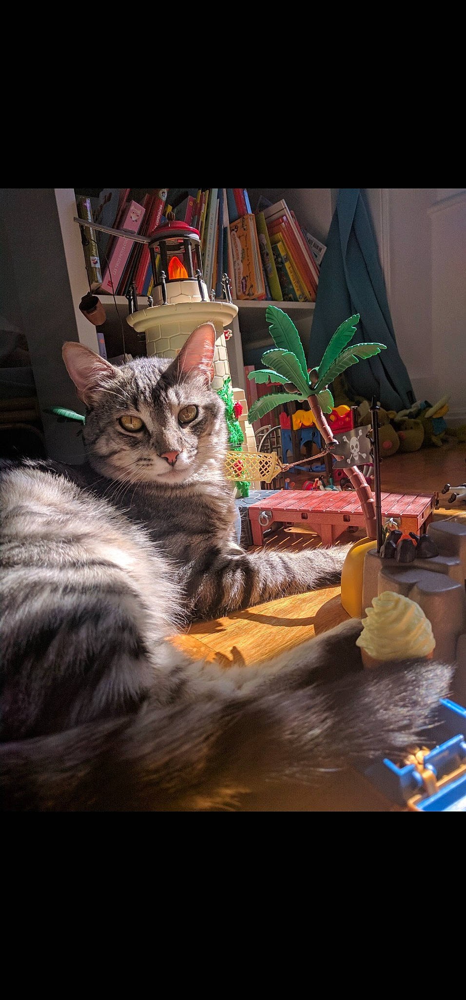 Mutzig a rejoint le concours — aidez-le/la à gagner de superbes lots ! bookcase, carnivore, cat, darkness, domestic_short_haired_cat, event, felidae, fur, night, paw, plant, room, shelf, sitting, small_to_medium_sized_cats, still_life_photography, tail, tints_and_shades, visual_arts, whiskers