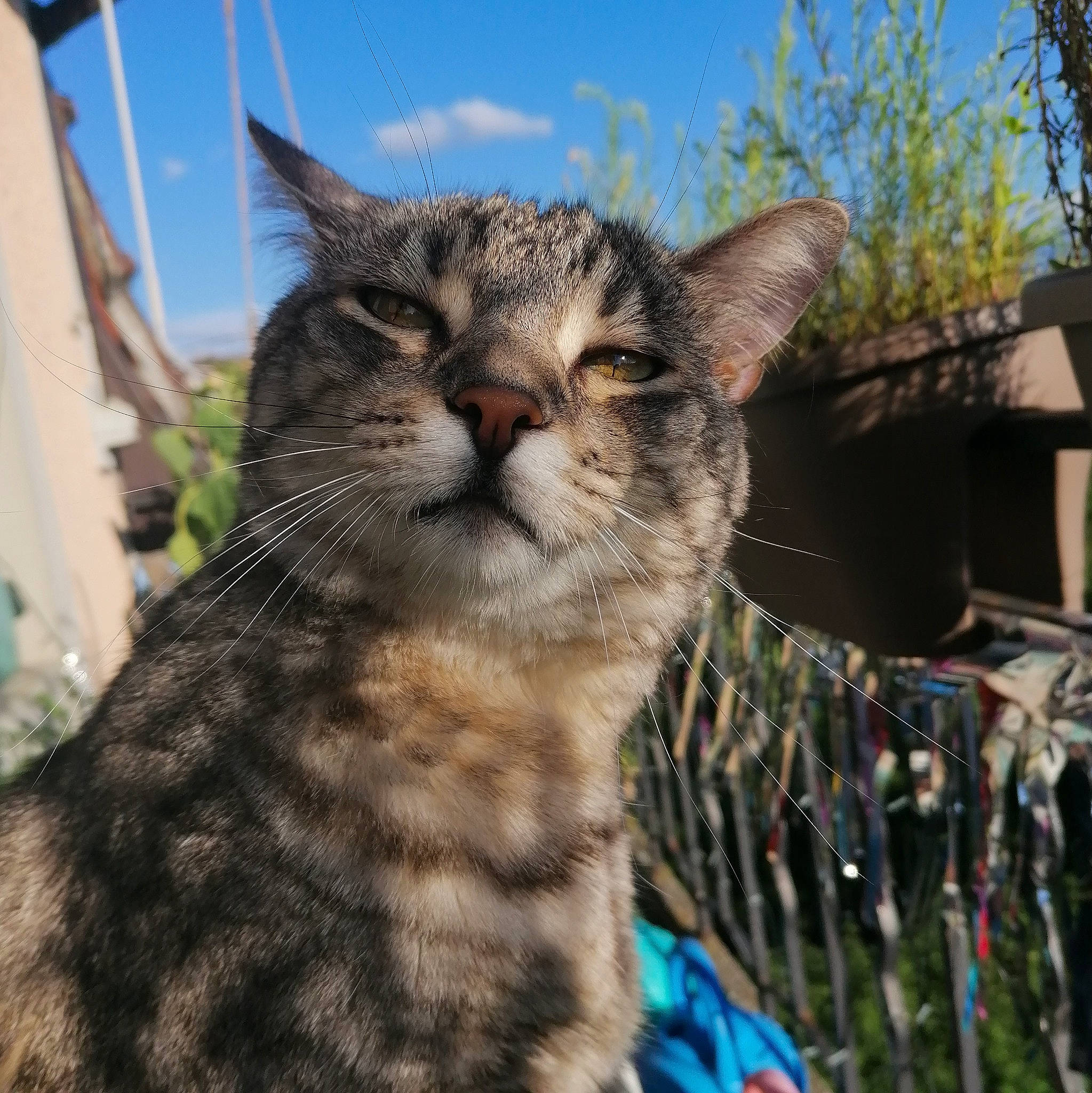 Mutzig participe au concours pour gagner de l'argent avec cette photo : carnivore, cat, domestic_short_haired_cat, felidae, fur, grass, plant, sky, small_to_medium_sized_cats, snout, terrestrial_animal, tree, whiskers, wildlife