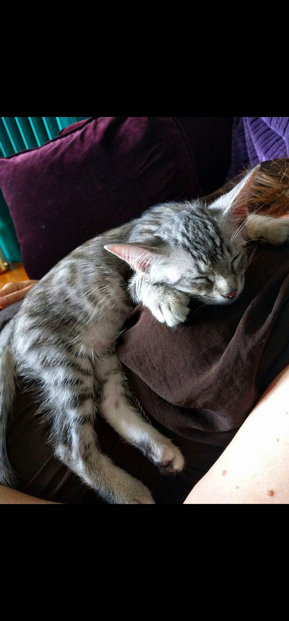 Mutzig a rejoint le concours — aidez-le/la à gagner de superbes lots ! carnivore, cat, claw, comfort, couch, domestic_short_haired_cat, ear, felidae, fur, lap, linens, nap, paw, pillow, sitting, sleep, small_to_medium_sized_cats, whiskers