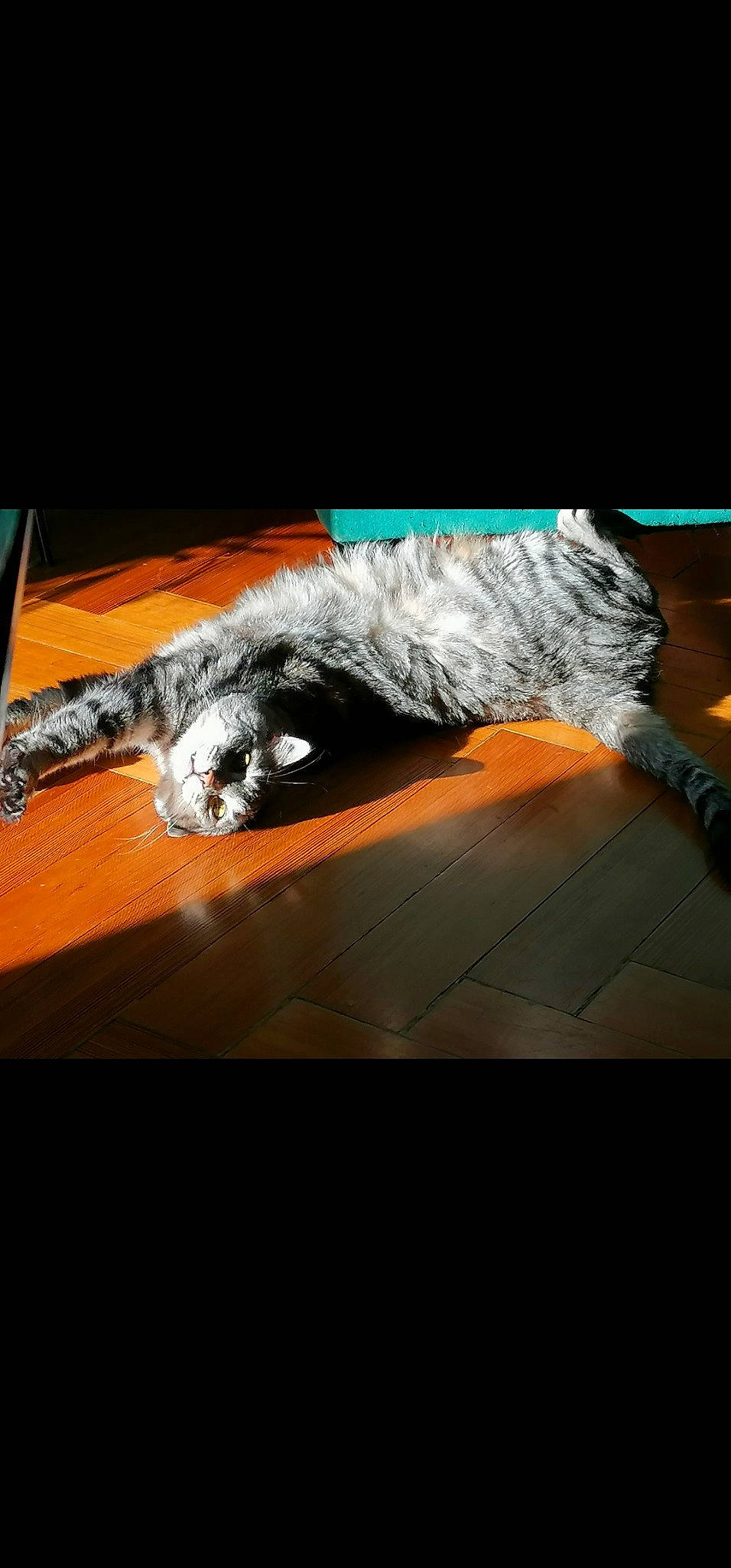 Mutzig participe au concours pour gagner de l'argent avec cette photo : art, carnivore, cat, claw, computer_keyboard, desk, dog_breed, feather, felidae, flooring, fur, mustelidae, paw, publication, small_to_medium_sized_cats, sporting_group, table, tail, whiskers, wood