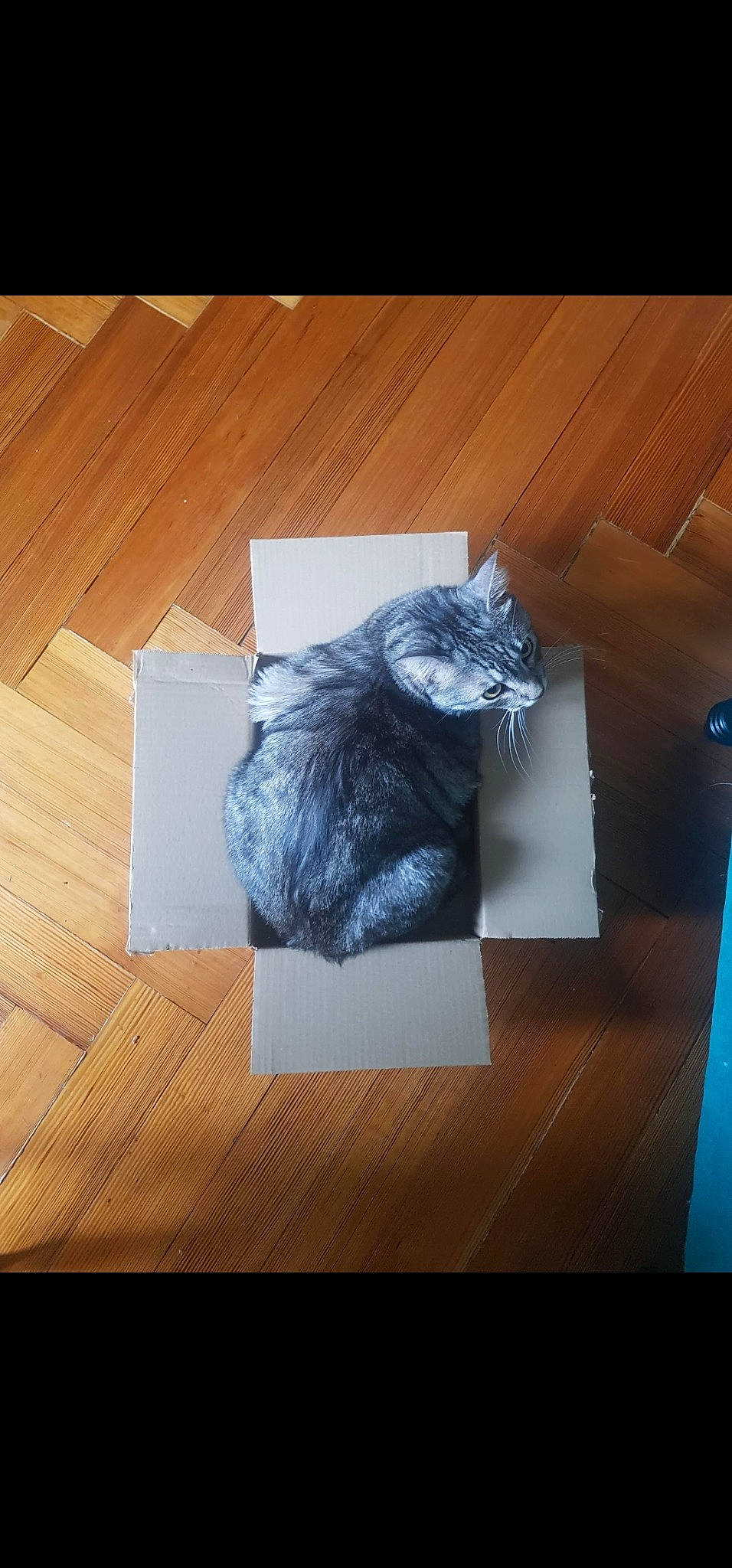 Mutzig a rejoint le concours — aidez-le/la à gagner de superbes lots ! art, carnivore, cat, creative_arts, electric_blue, felidae, flooring, font, fur, grey, hardwood, paper, paper_product, rectangle, small_to_medium_sized_cats, tail, visual_arts, whiskers, wood, wood_stain