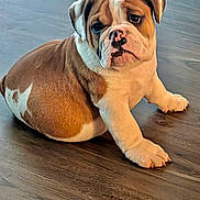 Chief joined the competition — help win amazing prizes! dog, bulldog, puppy, pet, hardwood_floor, sitting, portrait, indoors, brown_and_white, wrinkled_face, cute, paws, floor, looking_at_camera, domestic_animal, companion, young, short_muzzle, stocky, closeup