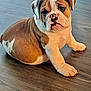 dog, bulldog, puppy, pet, hardwood_floor, sitting, portrait, indoors, brown_and_white, wrinkled_face, cute, paws, floor, looking_at_camera, domestic_animal, companion, young, short_muzzle, stocky, closeup
