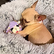 Calie joined the competition — help win amazing prizes! dog, puppy, french_bulldog, plush_toy, stuffed_animal, pet_bed, faux_fur, cozy, cuddling, indoor, home, collar, ear, snout, beige_fur, texture, toy, pet, resting, cute