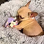 dog, puppy, french_bulldog, plush_toy, stuffed_animal, pet_bed, faux_fur, cozy, cuddling, indoor, home, collar, ear, snout, beige_fur, texture, toy, pet, resting, cute