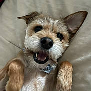 Rocky is registered to the contest to win money with this photo: dog, small_dog, pet, happy, lying_down, paws, fur, mouth_open, teeth, nose, ears, collar, indoor, cozy, cute, animal, canine, closeup, playful, friendly