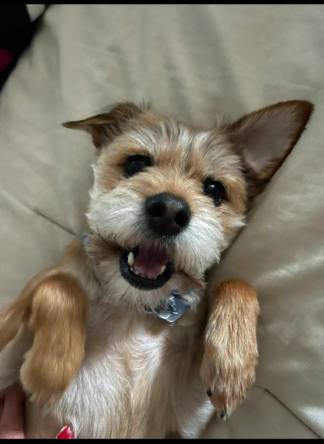 Rocky is registered to the contest to win money with this photo: dog, small_dog, pet, happy, lying_down, paws, fur, mouth_open, teeth, nose, ears, collar, indoor, cozy, cute, animal, canine, closeup, playful, friendly