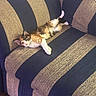 Izzy joined the competition — help win amazing prizes! animal, cat, couch_cushion, cozy, cute, domestic, fabric, feline, fluffy, furniture, home, indoor, lying_down, multi-colored, pet, relaxed, relaxing, resting, striped_couch, striped_pattern