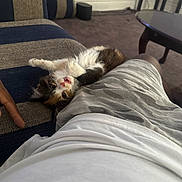 Izzy is registered to the contest to win money with this photo: animal, calico, camouflage_shorts, carpet, cat, couch, cozy, cute, fur, home, indoor, kitten, leg, person, pet, playful, resting, small, table, white_shirt