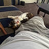 animal, calico, camouflage_shorts, carpet, cat, couch, cozy, cute, fur, home, indoor, kitten, leg, person, pet, playful, resting, small, table, white_shirt