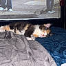 Izzy is registered to the contest to win money with this photo: animal, background, blanket, blue_blanket, calico, cat, comfort, cozy, cute, domestic_animal, fur, gray_blanket, indoor, kitten, napping, pet, resting, sleeping, soft, window