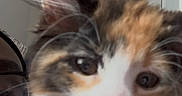 Izzy is registered to the contest to win money with this photo: animal, blurred, calico, cat, close_up, cute, domestic, face, feline, fur, glasses, indoor, kitten, mammal, person, pet, playful, tongue_out, whiskers, young
